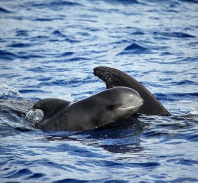 Madeira: Guaranteed Whales or Dolphins Watching Tour - Why this Madeira whale-and-dolphin tour has such strong odds