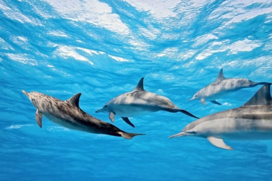 Madeira: Guaranteed Whales or Dolphins Watching Tour - What you’re paying for: value at about $55 per person