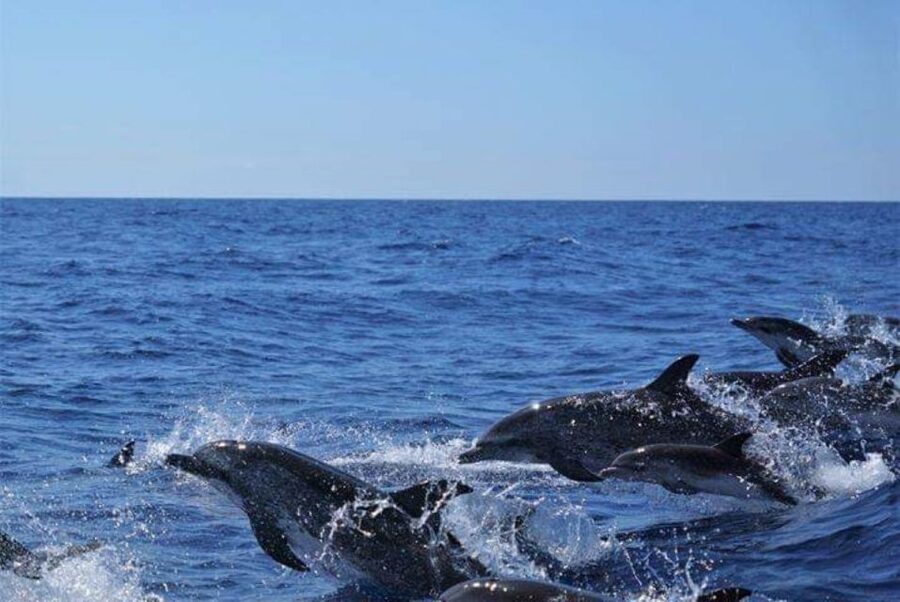 Madeira: Guaranteed Whales or Dolphins Watching Tour - Should you book the Guaranteed Whales or Dolphins Watching Tour?