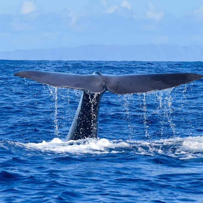 Madeira: Responsible Whales and/or Dolphins Watching Tour - Key highlights worth planning around
