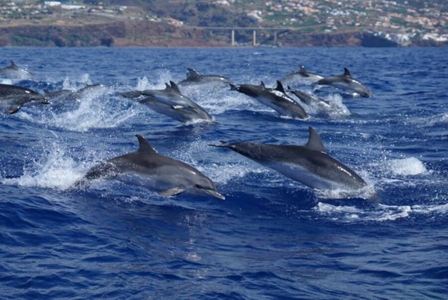 Madeira: Responsible Whales and/or Dolphins Watching Tour - Guides and crew: where the magic becomes real education