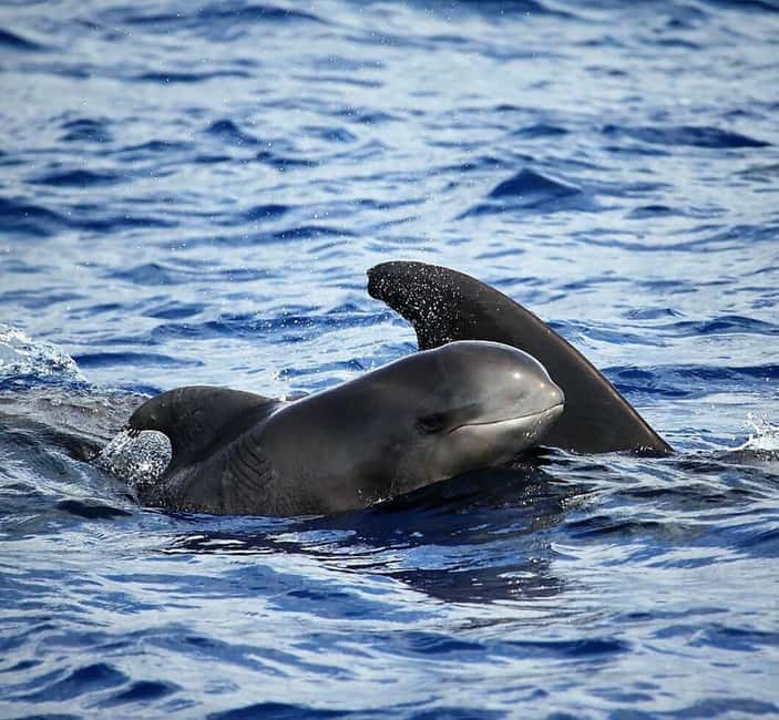 Madeira: Responsible Whales and/or Dolphins Watching Tour - Before you even reach open water: the land spotters advantage