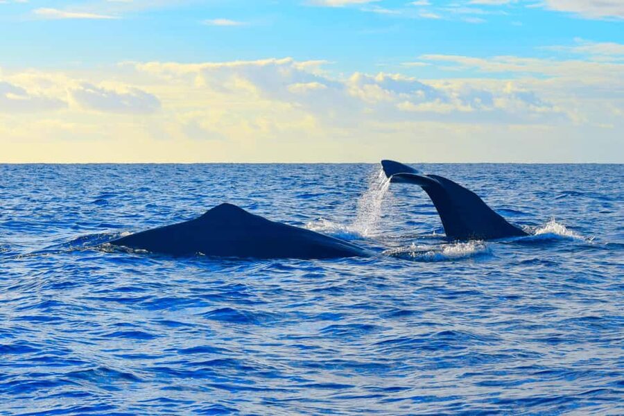 Madeira: Responsible Whales and/or Dolphins Watching Tour - What you’ll likely see: species, behavior, and the kind of moments to watch for
