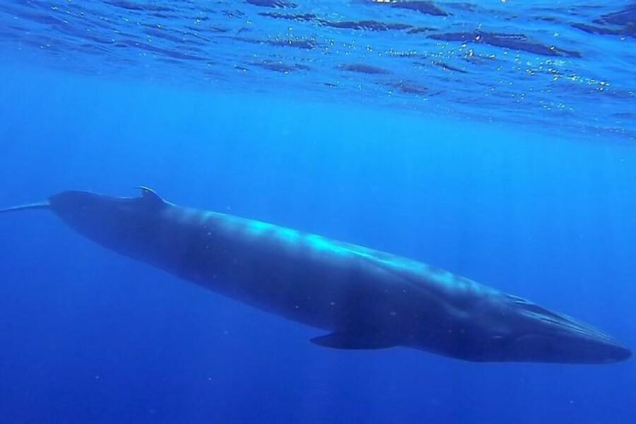 Madeira: Responsible Whales and/or Dolphins Watching Tour - The 2-hour rhythm: what happens on the water (and why it works)