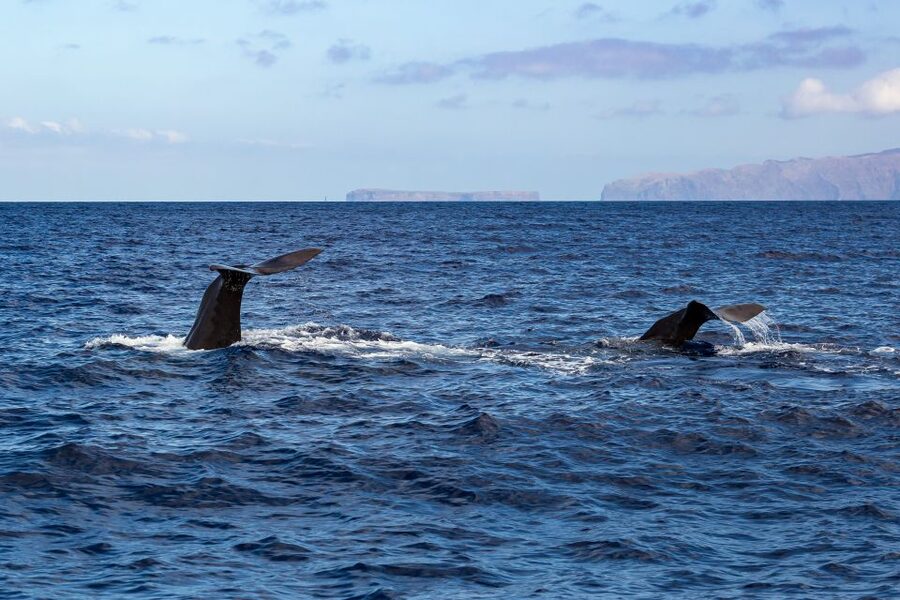 Madeira: Responsible Whales and/or Dolphins Watching Tour - Meeting at Funchal’s new marina: easy if you plan your timing