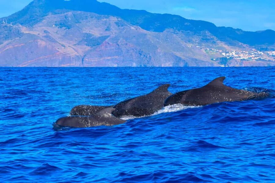 Madeira: Responsible Whales and/or Dolphins Watching Tour - Price and value: why $56 can be a good deal here
