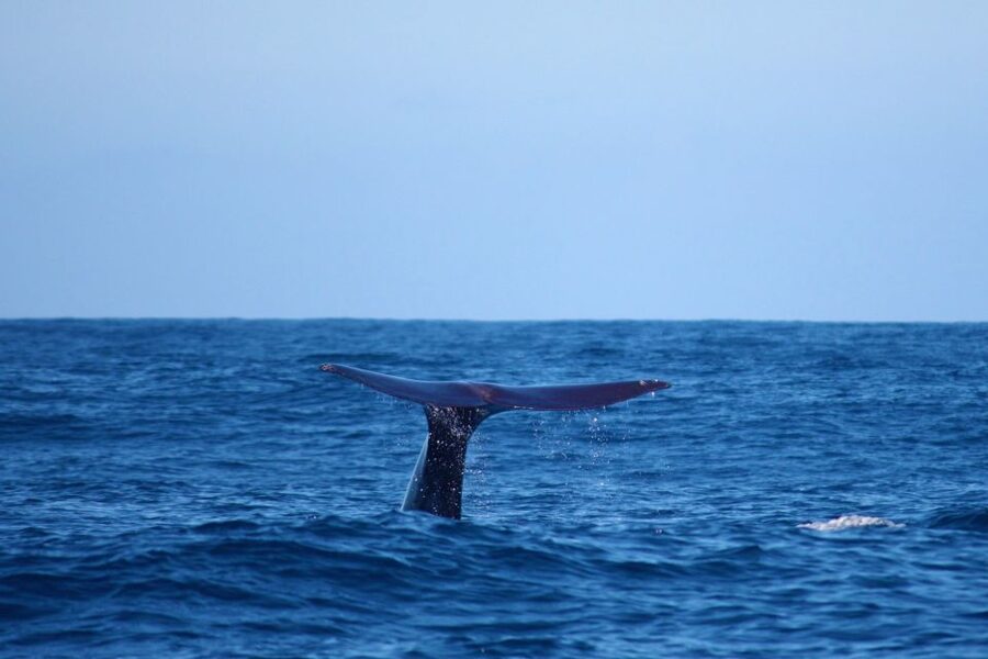 Madeira: Whale and Dolphin Watching Private Cruise - Quick Key Points Before You Go