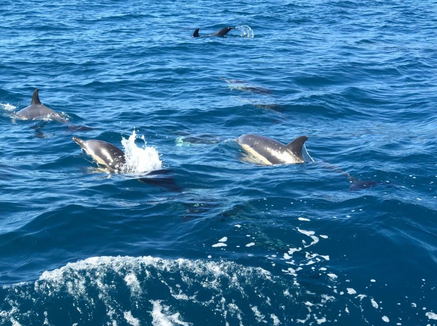 Madeira: Whale and Dolphin Watching Private Cruise - Comfort and Crew: The Little Things That Make Private Feel Worth It