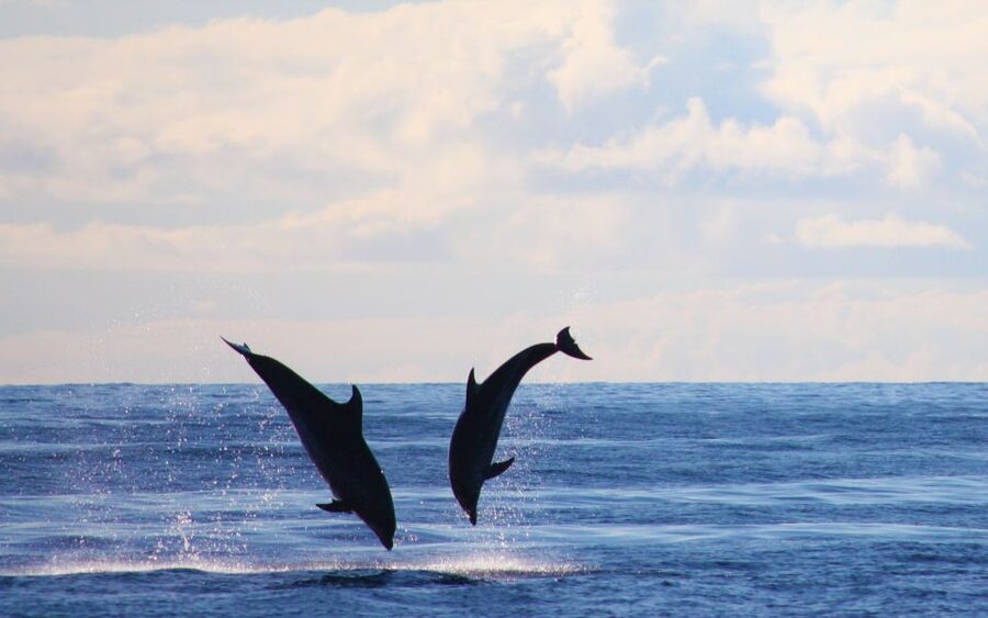 Madeira: Whale and Dolphin Watching Private Cruise - Practical Stuff You’ll Want to Pack