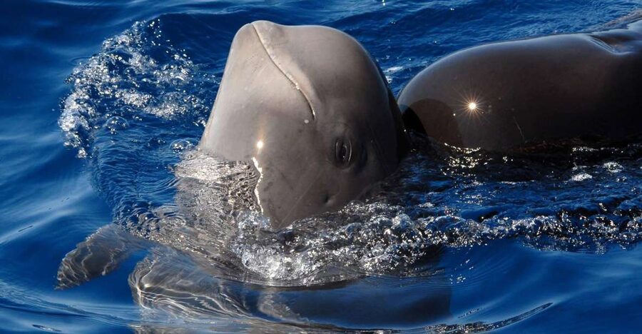 Madeira: Whale and Dolphin Watching Tour - Key highlights to know before you go