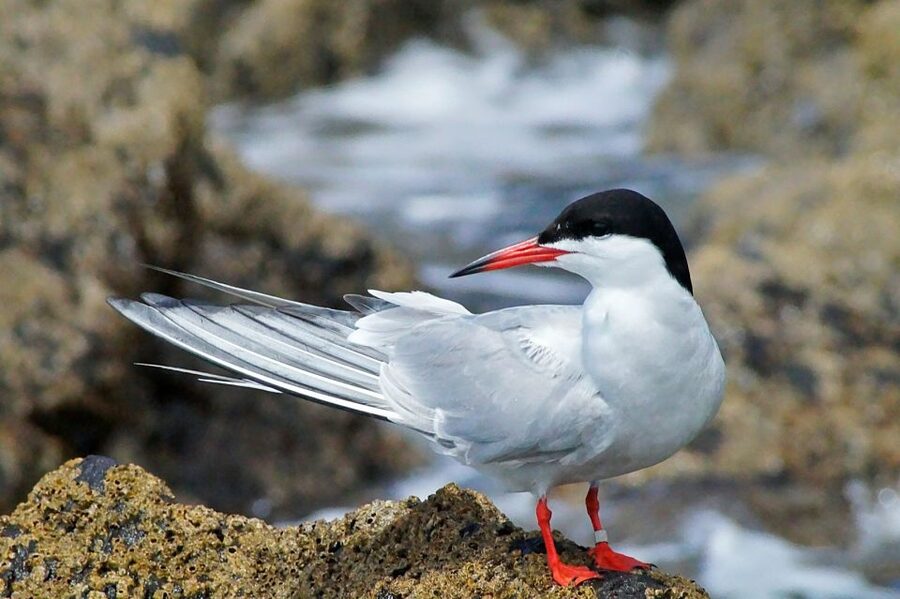 Madeira: Whale and Dolphin Watching Tour - Who this tour suits best (and who should reconsider)