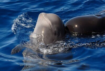 Madeira: Whale and Dolphin Watching Tour - Safety briefing at Quinta do Lorde (and what you’ll notice fast)