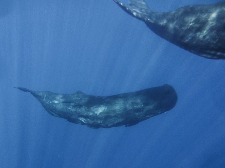 Madeira: Whale and Dolphin Watching Tour - What the marine biologist commentary adds (beyond spotting)
