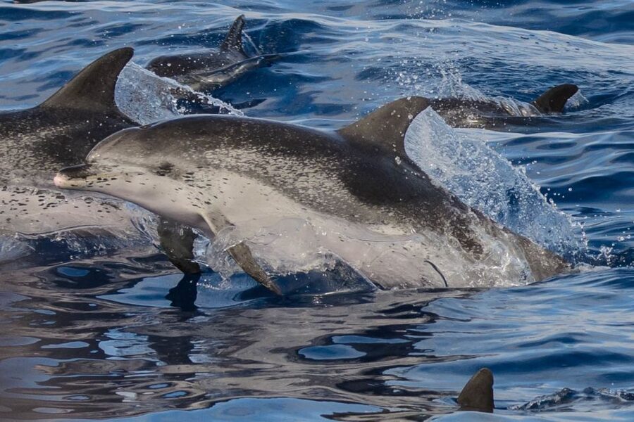 Madeira: Whale and Dolphin Watching Tour - How the timing works for real sighting chances
