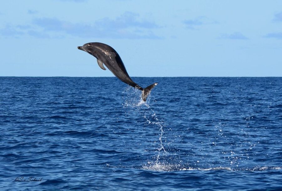 Madeira: Whale and Dolphin Watching Tour - Price and value: is $70 worth it?