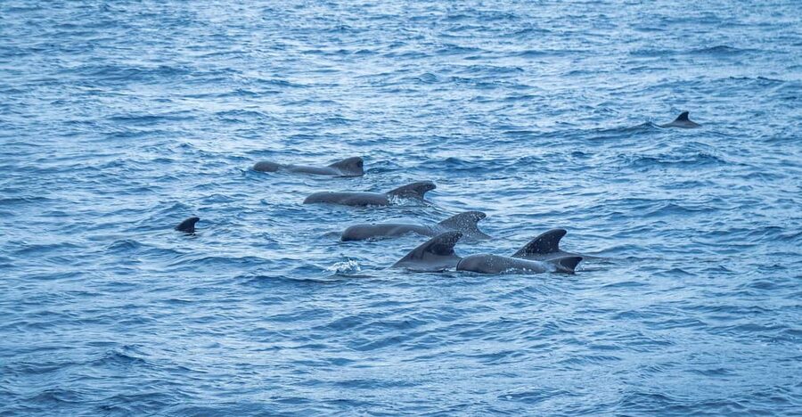 Madeira : Whales and Dolphins wooden boat excursion - Key things to know before you go