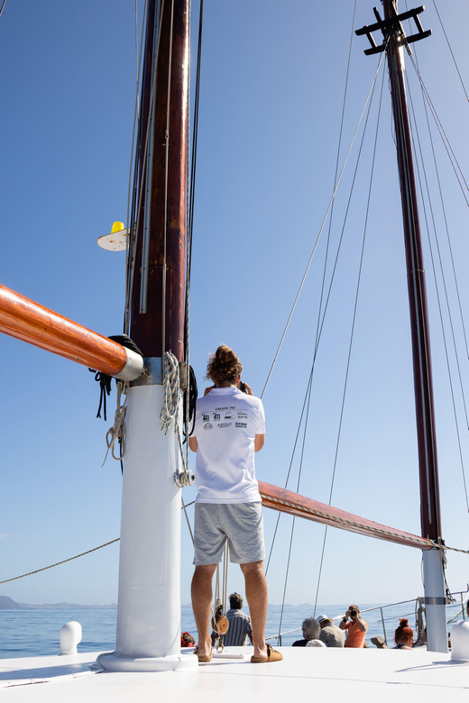 Madeira : Whales and Dolphins wooden boat excursion - Crew know-how: why a good search matters more than the brochure