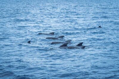 Madeira : Whales and Dolphins wooden boat excursion - Wildlife focus in Madeira: what you’re actually going for