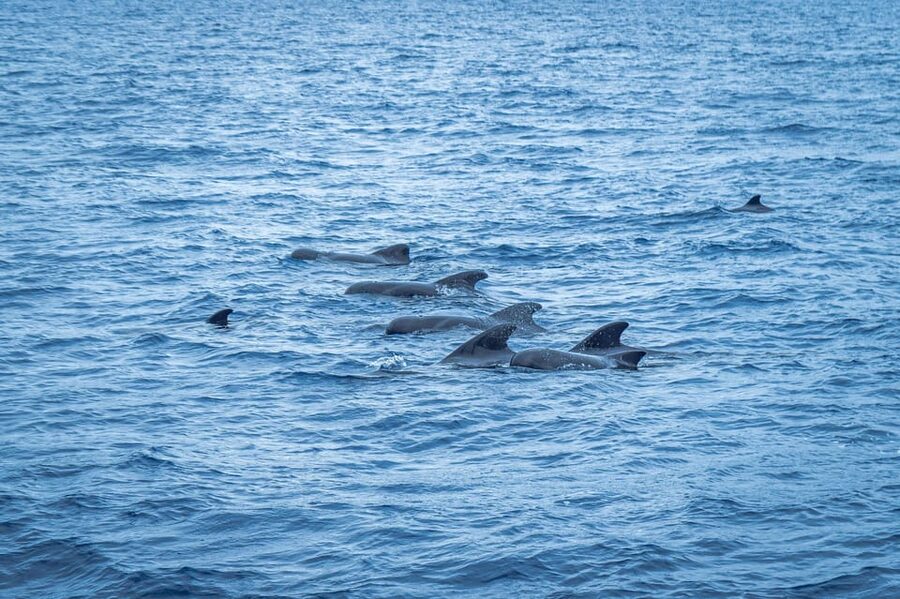 Madeira : Whales and Dolphins wooden boat excursion - The wooden boat experience: comfort you notice when the sea changes