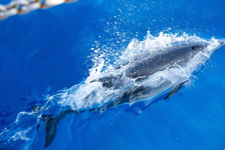 Madeira : Whales and Dolphins wooden boat excursion - Madeira wine welcome: a small local touch that sets the tone