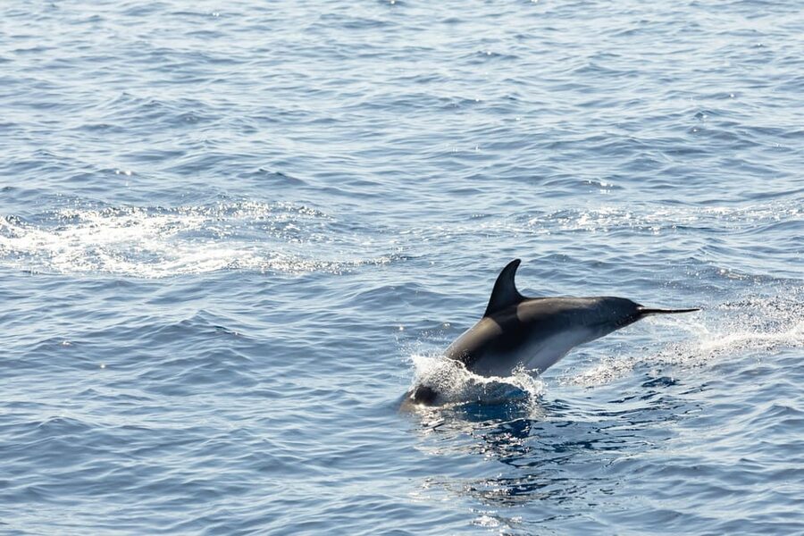 Madeira : Whales and Dolphins wooden boat excursion - The dolphin and whale watching rhythm: what the 3 hours usually feels like