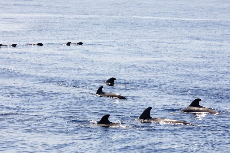 Madeira : Whales and Dolphins wooden boat excursion - Cabo Girão swim stop: how to plan for it without disappointment