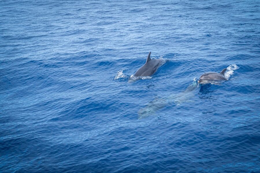 Madeira : Whales and Dolphins wooden boat excursion - Who this tour suits best (and who should rethink it)