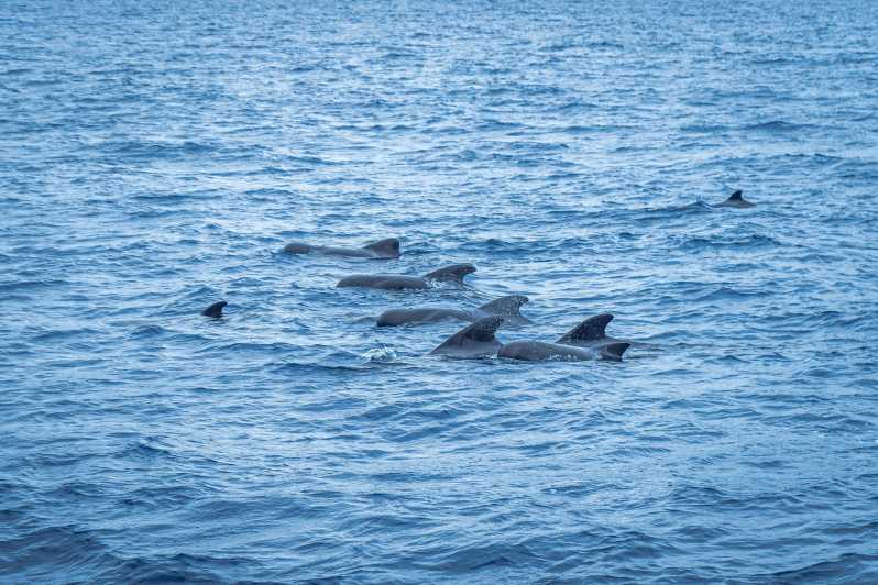 Madeira : Whales and Dolphins wooden boat excursion - Wildlife focus in Madeira: what you’re actually going for