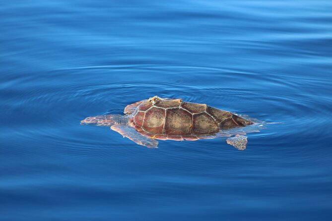 Magic Dolphin Celebrity - Magic Dolphin Celebrity: the 25-guest catamaran difference