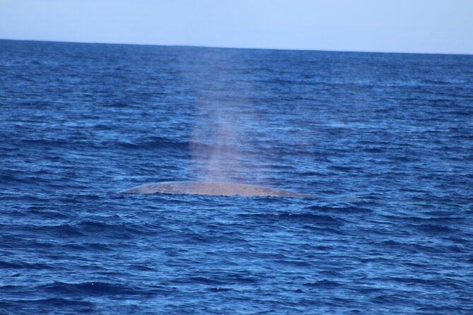 Magic Dolphin Celebrity - Sea safari on a sailing catamaran: whales and dolphins with a spotter team