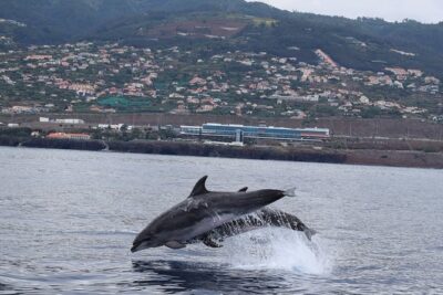 Magic Dolphin Celebrity - Starting in Funchal: you’ll get right into the action