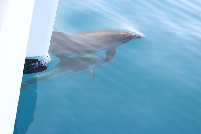 Magic Dolphin Celebrity - Cabo Girão summer swim: fun option, but watch the timing