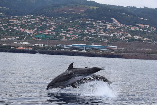 Magic Dolphin Celebrity - Starting in Funchal: you’ll get right into the action