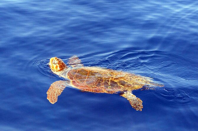 Magic Dolphin Sea Safaris - Off the Coast: What You Might See (and What “Close” Really Means)