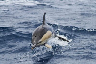 Magic Dolphin Sea Safaris - How the Crew Finds Wildlife: Spotters, Respect, and a Marine-Biologist Voice
