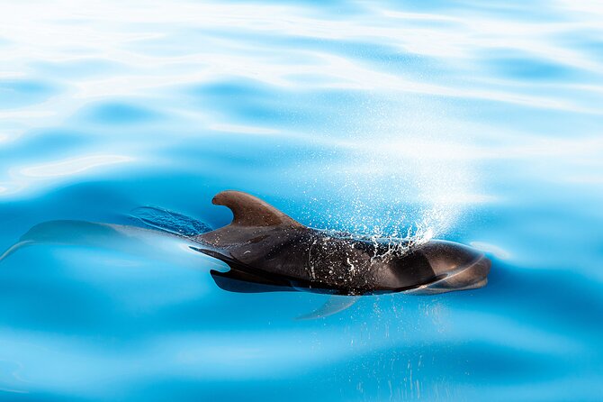 Magic Dolphin Sea Safaris - If You Don’t Spot Sea Life: The Free Second Trip Safety Net