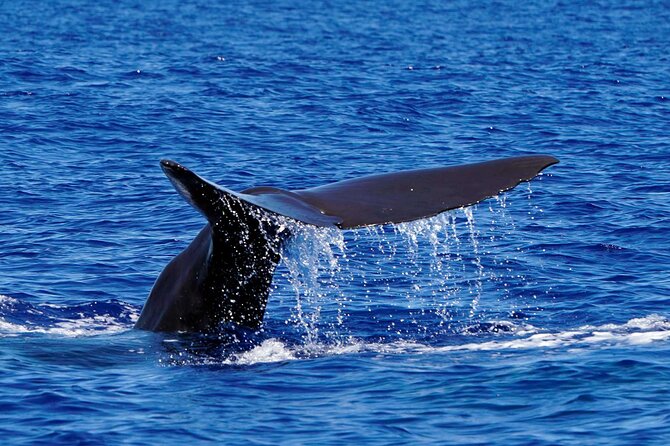 Magic Dolphin Sea Safaris - Itinerary in the Real World: What Happens During the 2 Hours