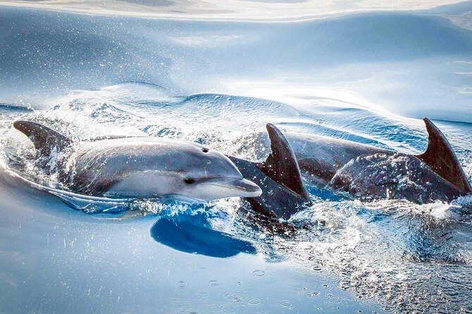 Magic Dolphin Sea Safaris - Comfort, Weather, and Practical Packing for a Speedboat Day