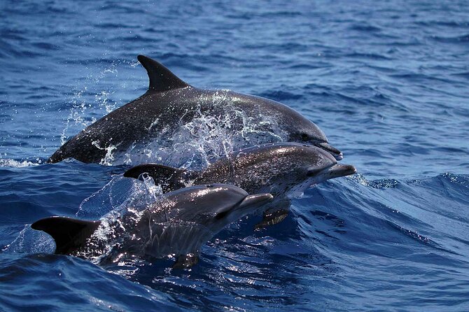Magic Dolphin Sea Safaris - Price and Value: Is $60.49 a Good Deal?