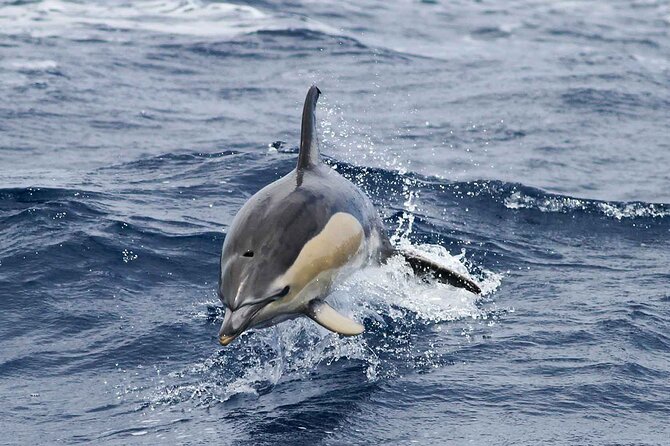 Magic Dolphin Sea Safaris - How the Crew Finds Wildlife: Spotters, Respect, and a Marine-Biologist Voice