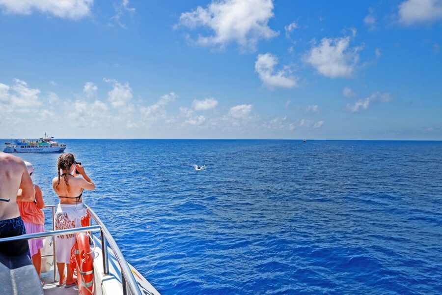 Mallorca: 2-Hour Dolphin Watching Cruise & Glass-Bottom Boat - Key Things That Make This Cruise Worth It