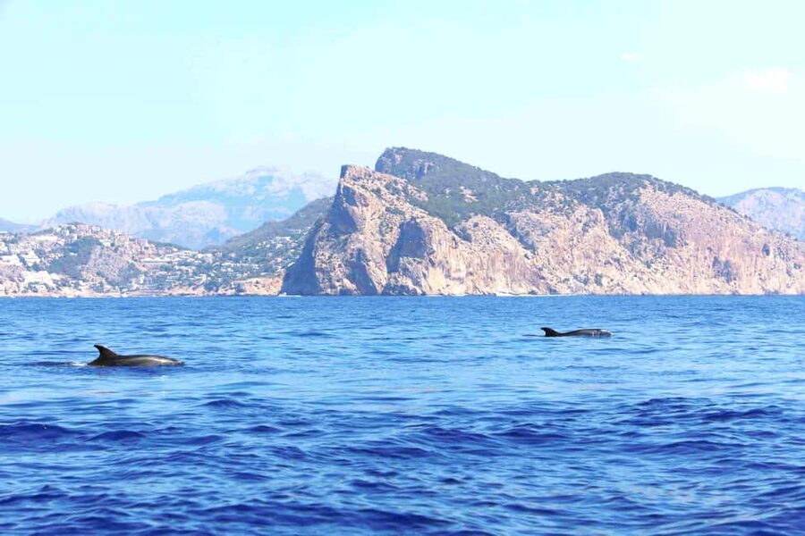 Mallorca: 3-Hour Afternoon Dolphin Watching Boat Tour - Afternoon Sailing Comfort: Solarium Sun vs. Crowd Reality
