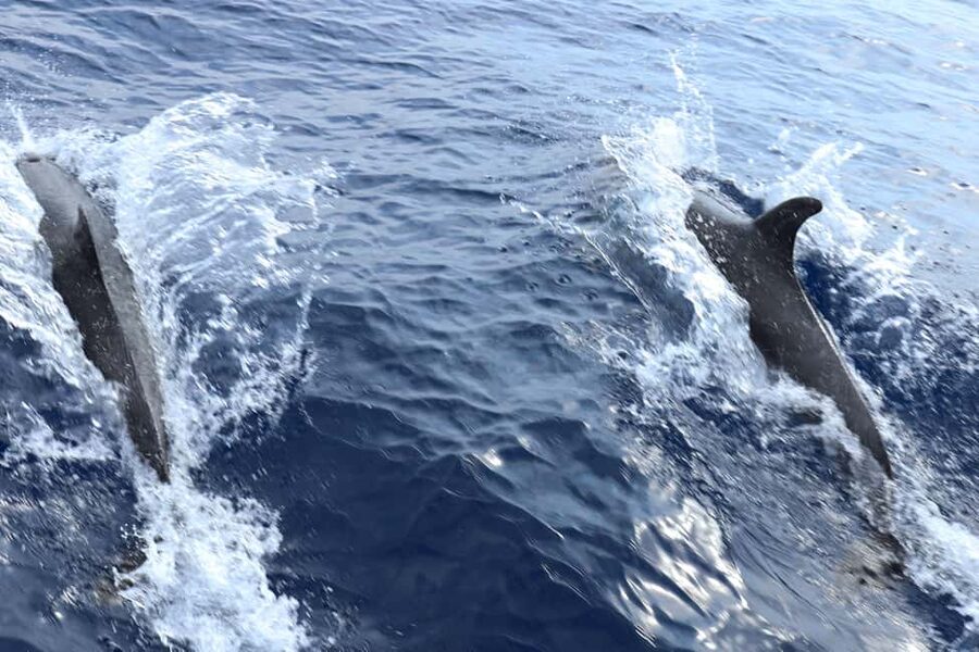 Mallorca: 3-Hour Afternoon Dolphin Watching Boat Tour - The Swim Stop: What’s Included and How to Make It Fun