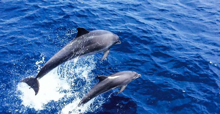 Mallorca: Dolphin Watching Cruise - Key things I’d plan around