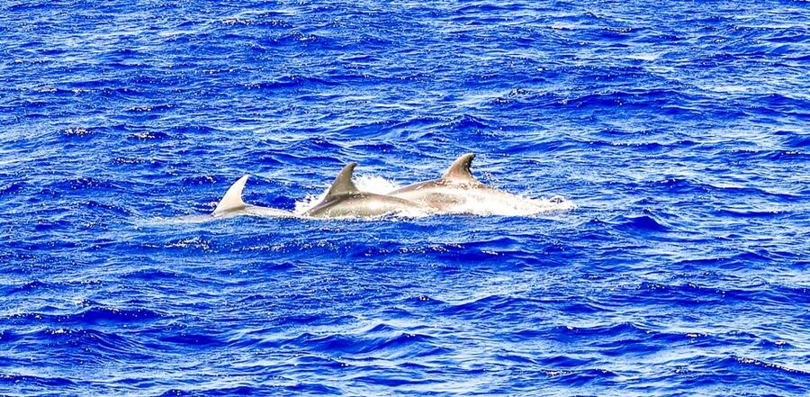 Mallorca: Dolphin Watching Cruise - Should You Book the Mallorca Dolphin Watching Cruise?