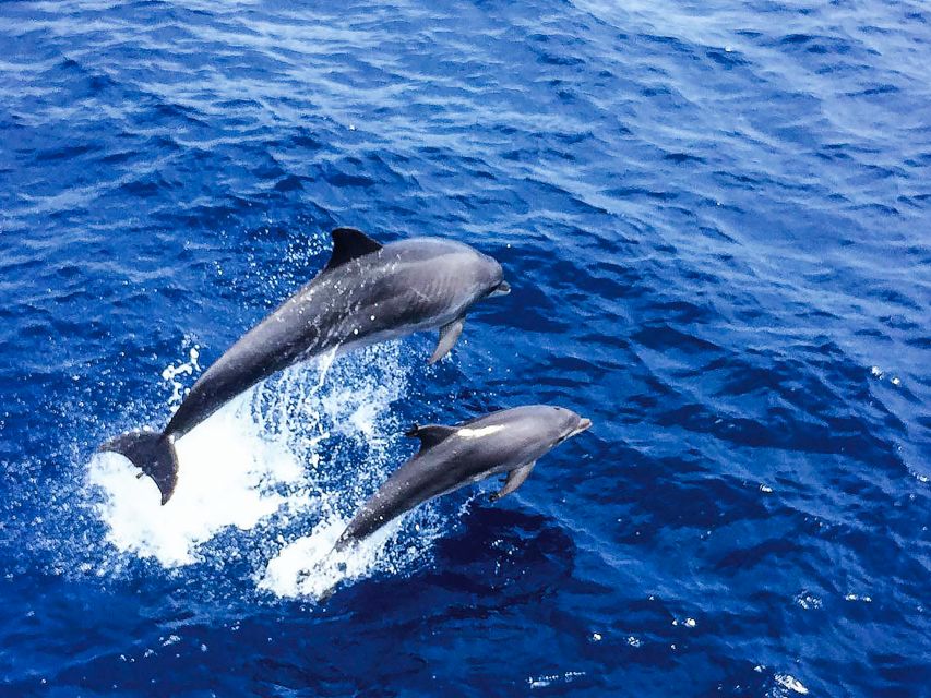 Mallorca: Dolphin Watching Cruise - Underwater Viewing: Semi-Submerged Decks and Snorkel Gear Deposit