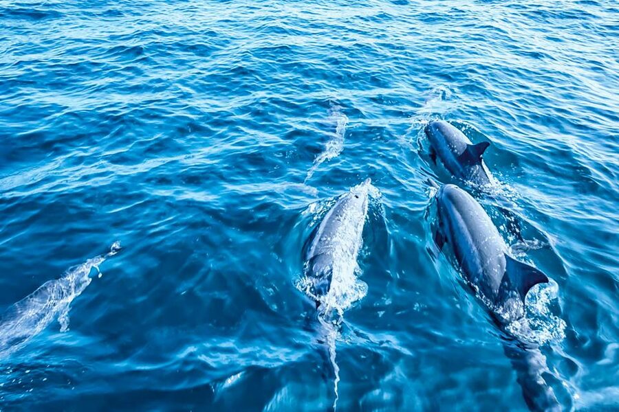 Mallorca: Dolphin Watching Cruise - What Dolphins You’re Likely to See Off Mallorca’s Coast