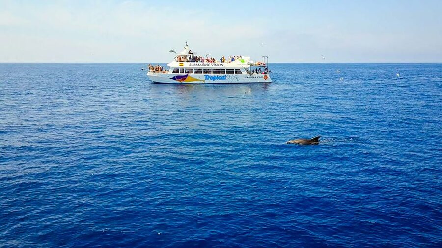 Mallorca: Dolphin Watching Cruise - Price and Value: Is $54 Worth It in Mallorca?