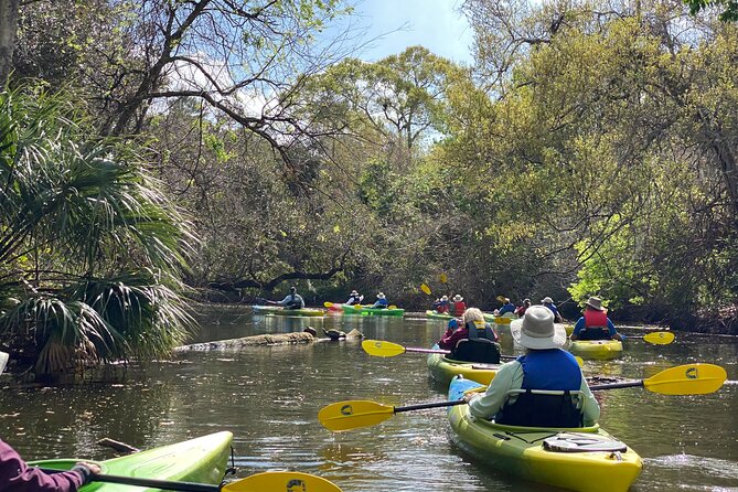 Manatee and Dolphin Kayak Tour - Easy Kayak Handling for First-Timers and Families