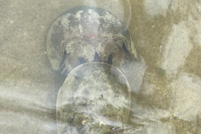 Manatee and Dolphin Kayak Tour - Naturalist Guides and the Small-Group Feel
